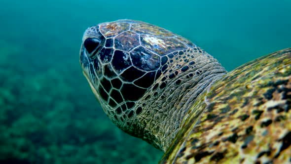 Close Up of Sea Green Turtle Head