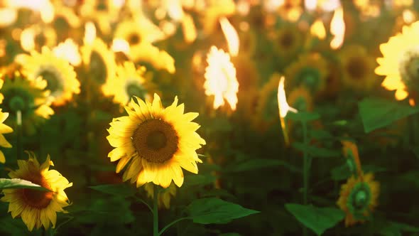 Many Bright Yellow Big Sunflowers in Plantation Fields on Evening Sunset