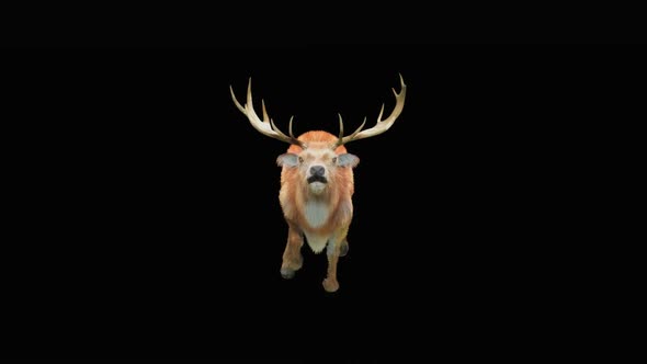 Deer Run HD
