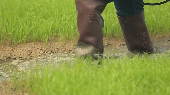 Farmer Spraying Liquid Fertilizer On The Rice Field