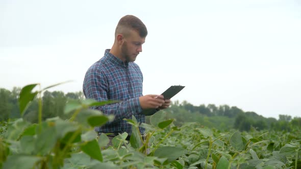 Agronomist or Farmer Examines Soybean Growth. Soybean Field. Concept Ecology, Bio Product