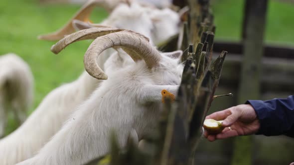 white goats feeding by people