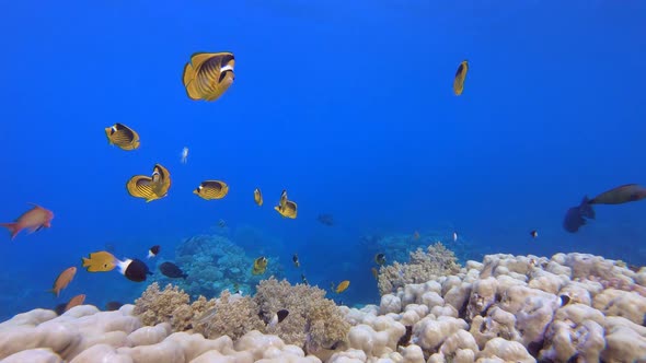 Tropical Underwater Reef