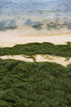 Green algae on a sandy beach - PhotoDune Item for Sale