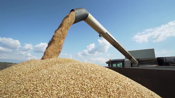 Combine Harvester in the Field Pours Grain of Oats Into the Truck Body