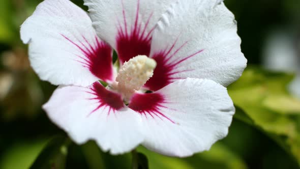 The white mallow flower develops in the wind. Flowers in the garden.