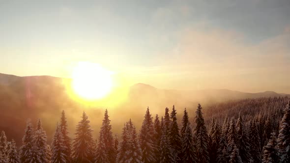 Aerial Flying Above Winter Forest in Mountain Valley at Sunset