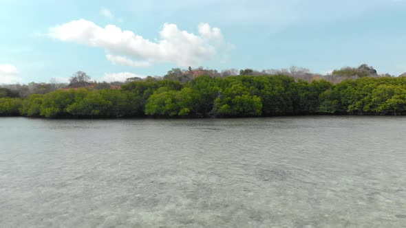 Mangroves and Beach in Bali