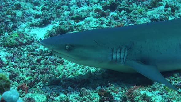 Whitetip reef shark resting on coral reef opening mouth