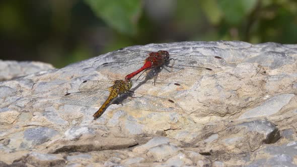 Dragonfly (odonata). Mating dragonflies in the wild