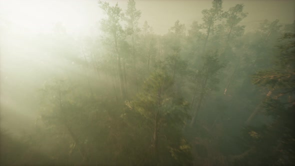 Drone Breaking Through the Fog To Show Redwood and Pine Tree alt