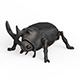Rhino Beetle - 3DOcean Item for Sale