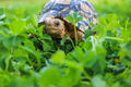 Cute baby African Leopard Tortoise relaxing in green clover and grass field - PhotoDune Item for Sale