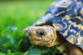 Close up of a cute baby African Leopard Tortoise relaxing in green clover and grass field - PhotoDune Item for Sale