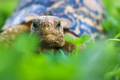 Close up of a cute baby African Leopard Tortoise relaxing in green clover and grass field - PhotoDune Item for Sale