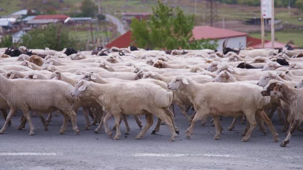 Sheep walking on a road next to village