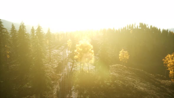 Aerial View of the Beautiful Autumn Forest at Sunset with Green Pine Trees