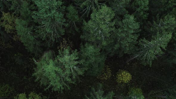 Flight Above Forest