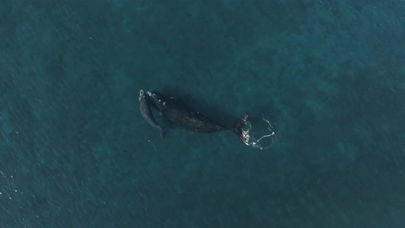 Blue whales swimming in sea water
