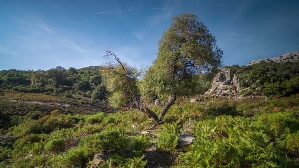 sardinia tree nature wild rural valley