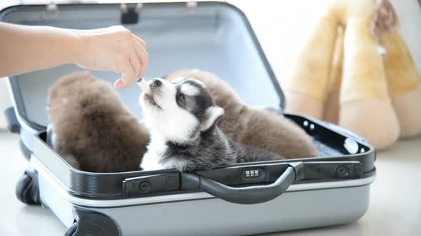 Asian Woman Feeding Milk To Puppy With Syringe