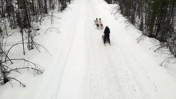 Drone Aerial View of Dogsledding Handler with Team of Trained Husky Dogs Mountain Pass Husky Dog