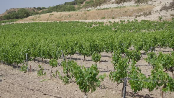 Wide Shot Field of Vinegrape Growing on Cyprus Mountains Outdoors