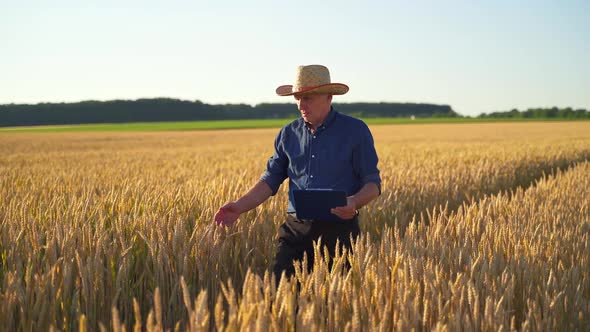 Farmer on a wheat field. 