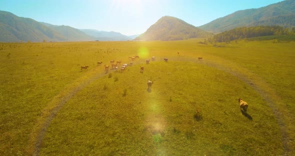 Low Altitude Flight Over Fresh Fast Mountain River with Rocks at Sunny Summer Morning.