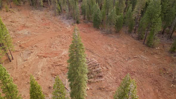 Aerial shot of a logged forest