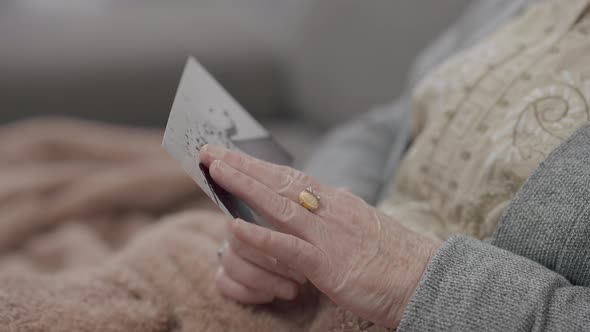 Closeup Old Dog Picture in Senior Female Caucasian Hands