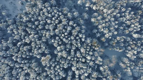Aerial Top Down View Sunny Day in Frozen Winter Forest Snow Covered Treetops Lit with Warm Sun Beams