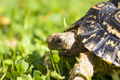 Close up of a cute African Leopard Tortoise eating clovers in a green field - PhotoDune Item for Sale