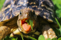 Close up of a cute African Leopard Tortoise eating a leaf in a green field - PhotoDune Item for Sale