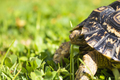 Close up of a cute African Leopard Tortoise eating clovers in a green field - PhotoDune Item for Sale