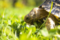 Close up of a cute African Leopard Tortoise searching for clovers in a green field - PhotoDune Item for Sale