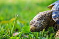 Close up of a cute African Leopard Tortoise eating clovers in a green field - PhotoDune Item for Sale