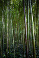 Plant background of foliage and bamboo - PhotoDune Item for Sale