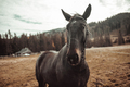 Portrait of a black horse in a summer field - PhotoDune Item for Sale