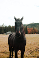 Black young horse stallions in corral farm, autumn. - PhotoDune Item for Sale