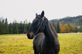 Portrait of a black horse in a summer field - PhotoDune Item for Sale