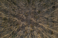 Aerial view of a forest with bare trees in the winter season - PhotoDune Item for Sale