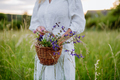 Senior woman wih basket in meadow in summer collecting herbs and flowers, natural medicine concept. - PhotoDune Item for Sale