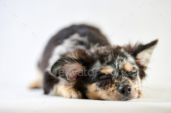 Short haired chihuahua breed.