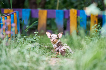 doggy on grass. Short haired chihuahua breed.