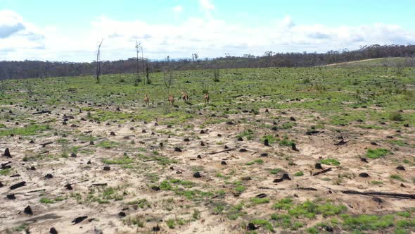 Aerial footage of wild horses running through an open field in regional Australia