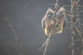 Loving Coliidae Mousebirds sitting together on tree branch on a rainy overcast day. - PhotoDune Item for Sale