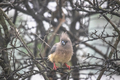 Coliidae Mousebird sitting on tree branch on a rainy overcast day. - PhotoDune Item for Sale