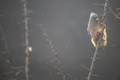Coliidae Mousebird sitting on tree branch on a rainy overcast day. - PhotoDune Item for Sale