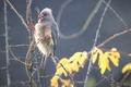 Coliidae Mousebird sitting on tree branch on a rainy overcast day eating a red berry. - PhotoDune Item for Sale